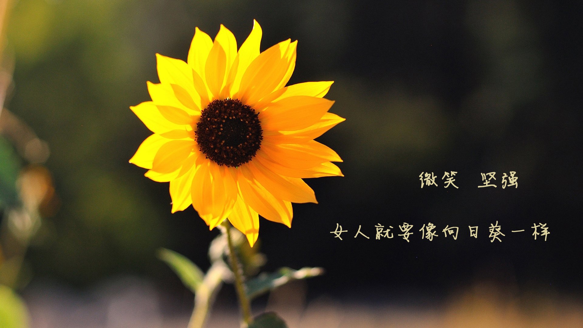 深圳佳兆业主场-击败河南嵩山龙门，深圳佳兆业vs河南嵩山龙门比分预测