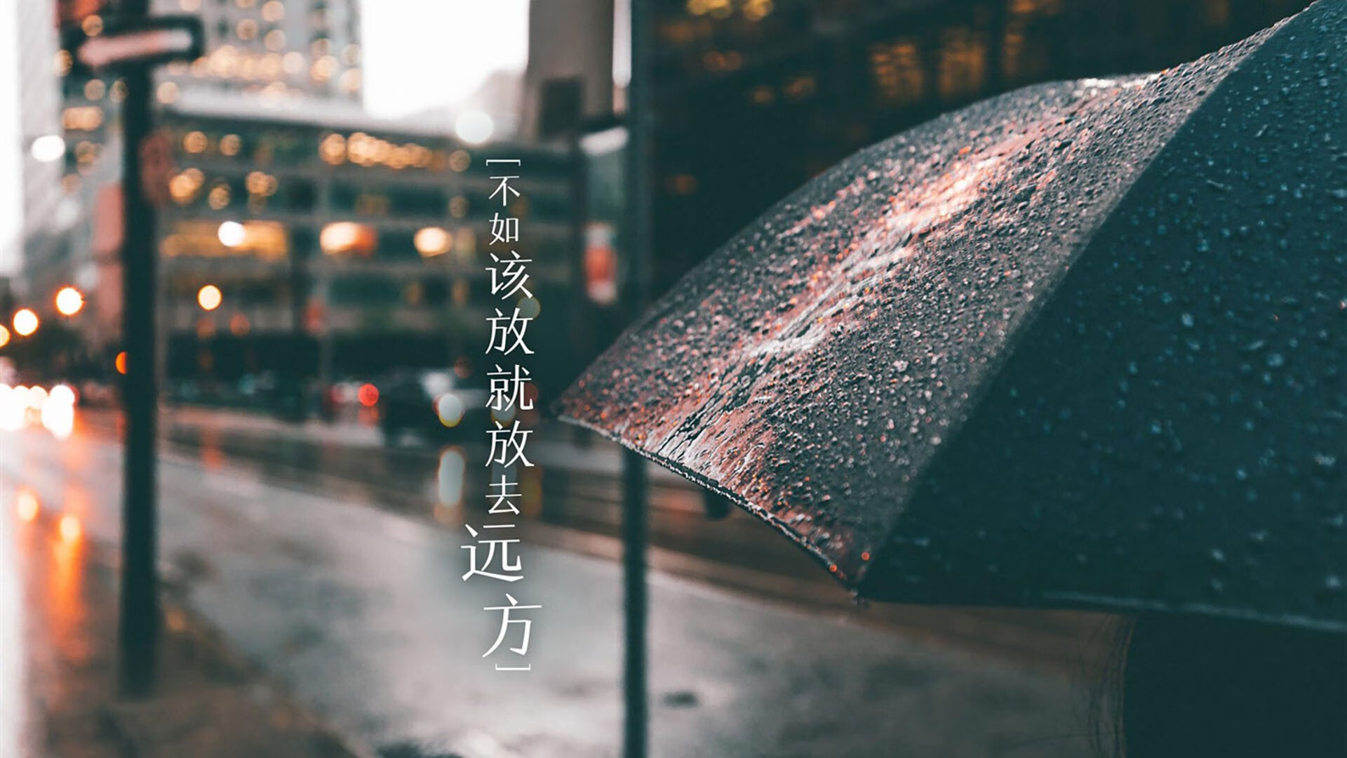 九游-缅因凯尔特人继续冲击冠军，凯缅因猫凯米尔色