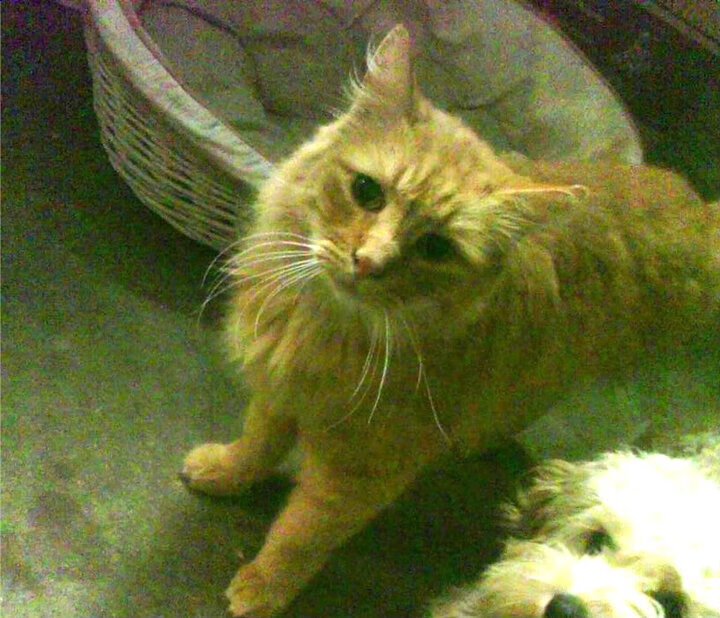 蝶泳转身效率提升助选手快速加速，蝶泳转体