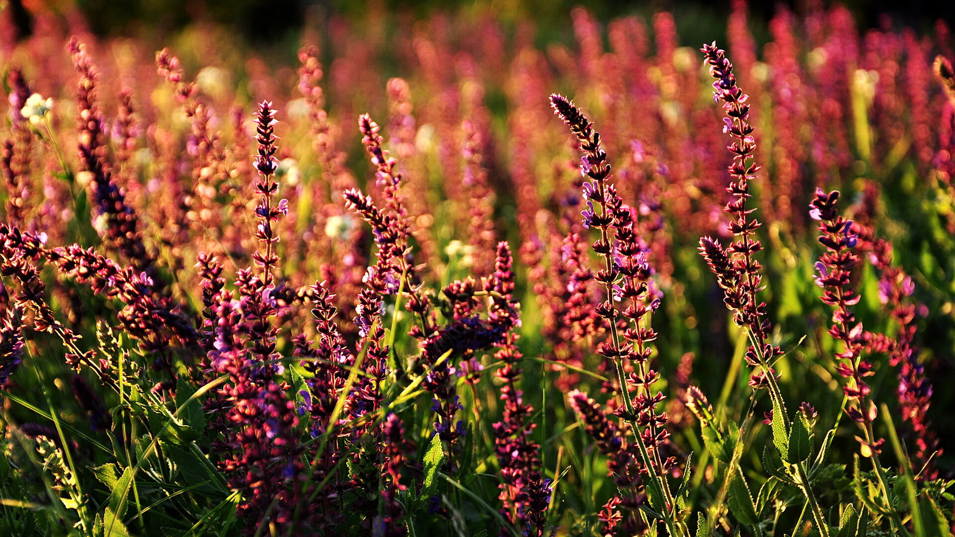 九游-“南非羚羊队训练营亮点：萨尔·巴赫展现顶级技能”