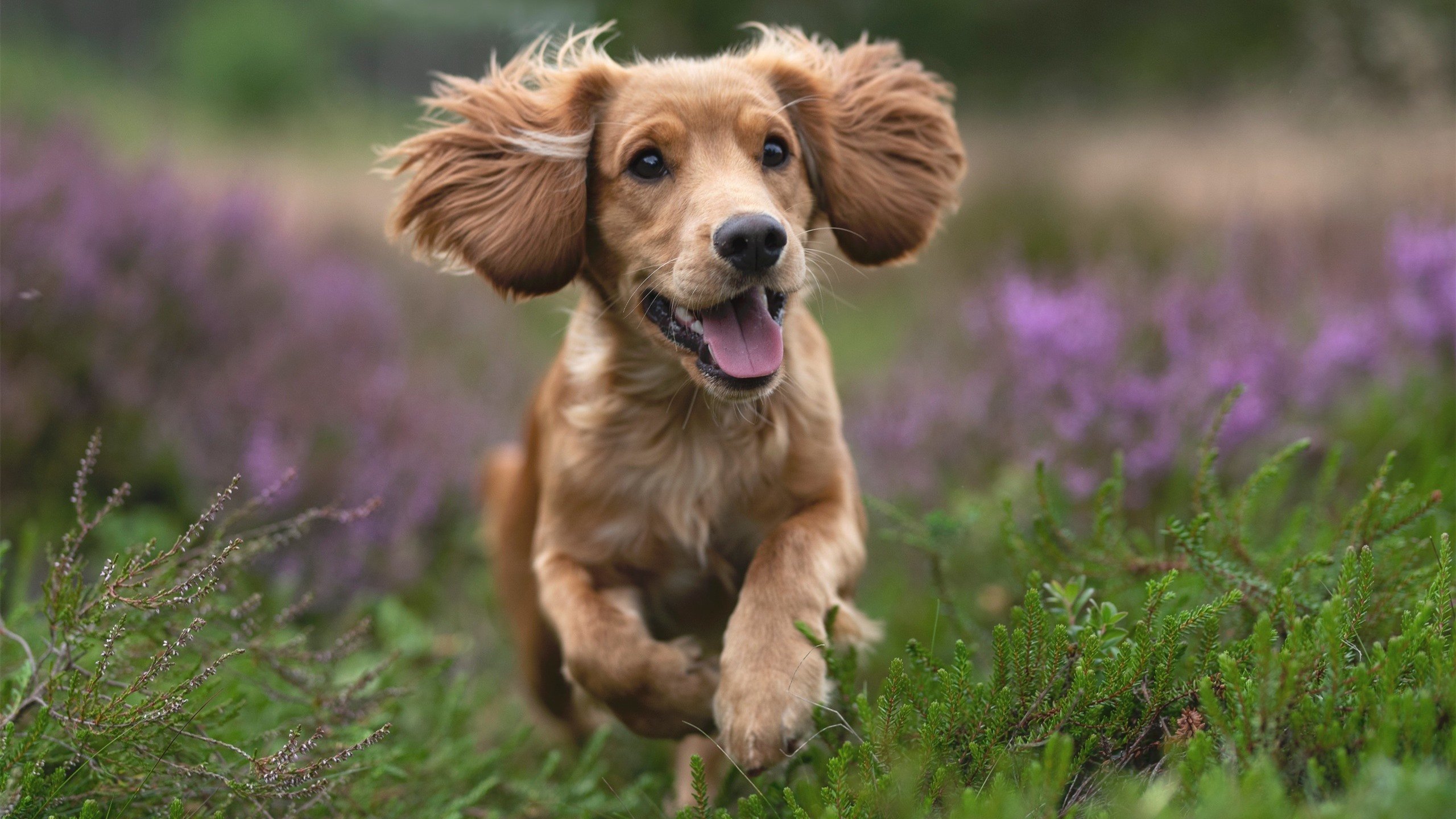 地方球队开展训练营送教下乡活动普及专业篮球知识,篮球培训招生活动