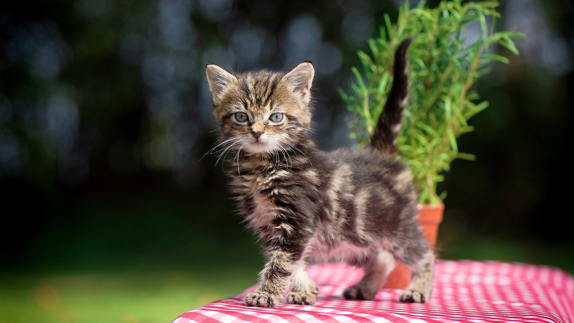 科斯赛场表现引发媒体关注,科斯赛场表现引发媒体关注的例子