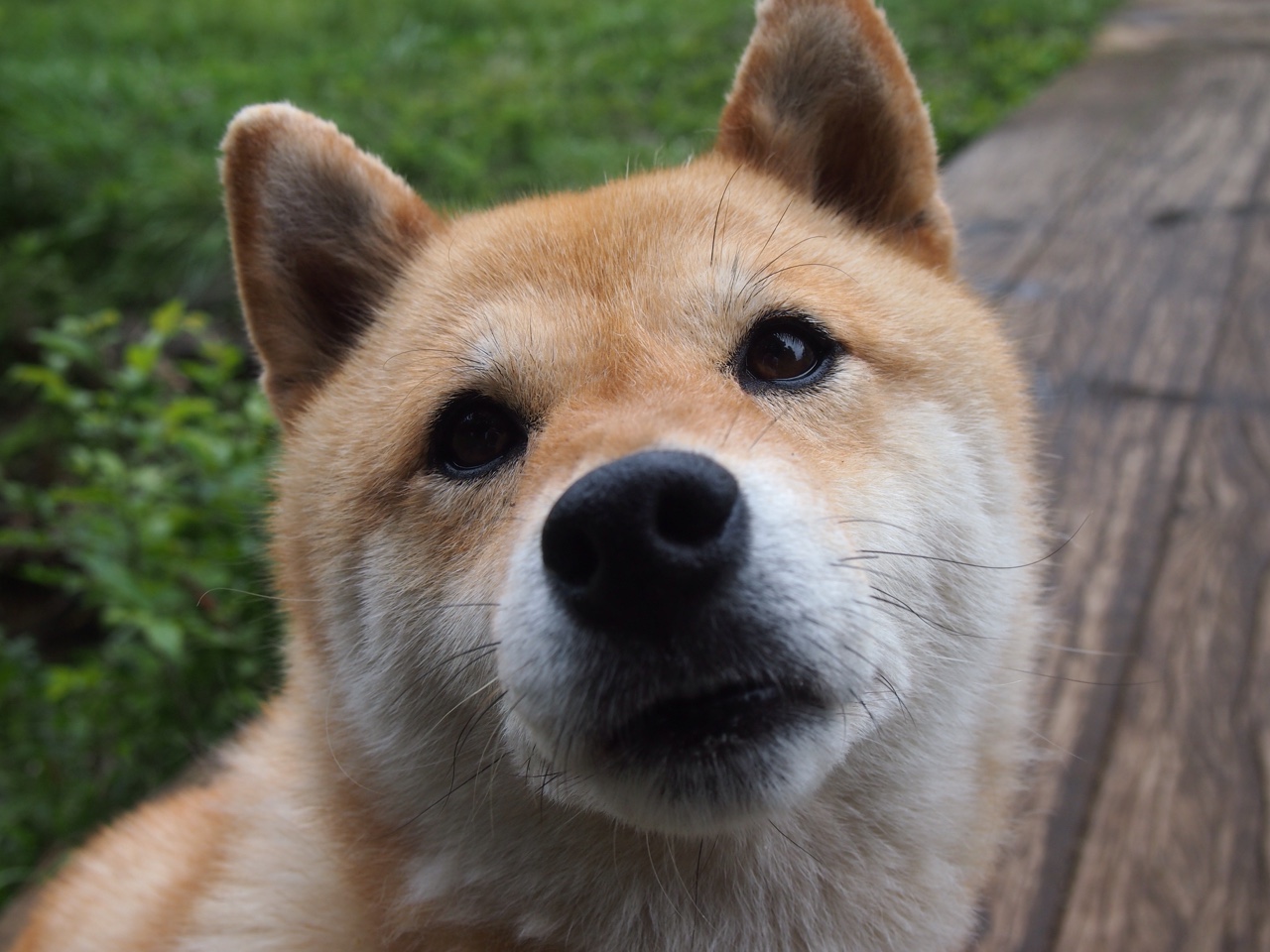 绿色环保足球器材在校园中全面推广,践行绿色发展理念,足球环境创设的主题