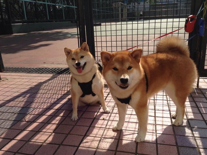 苏炳添为冬训做身体数据专项评估，苏炳添体育项目