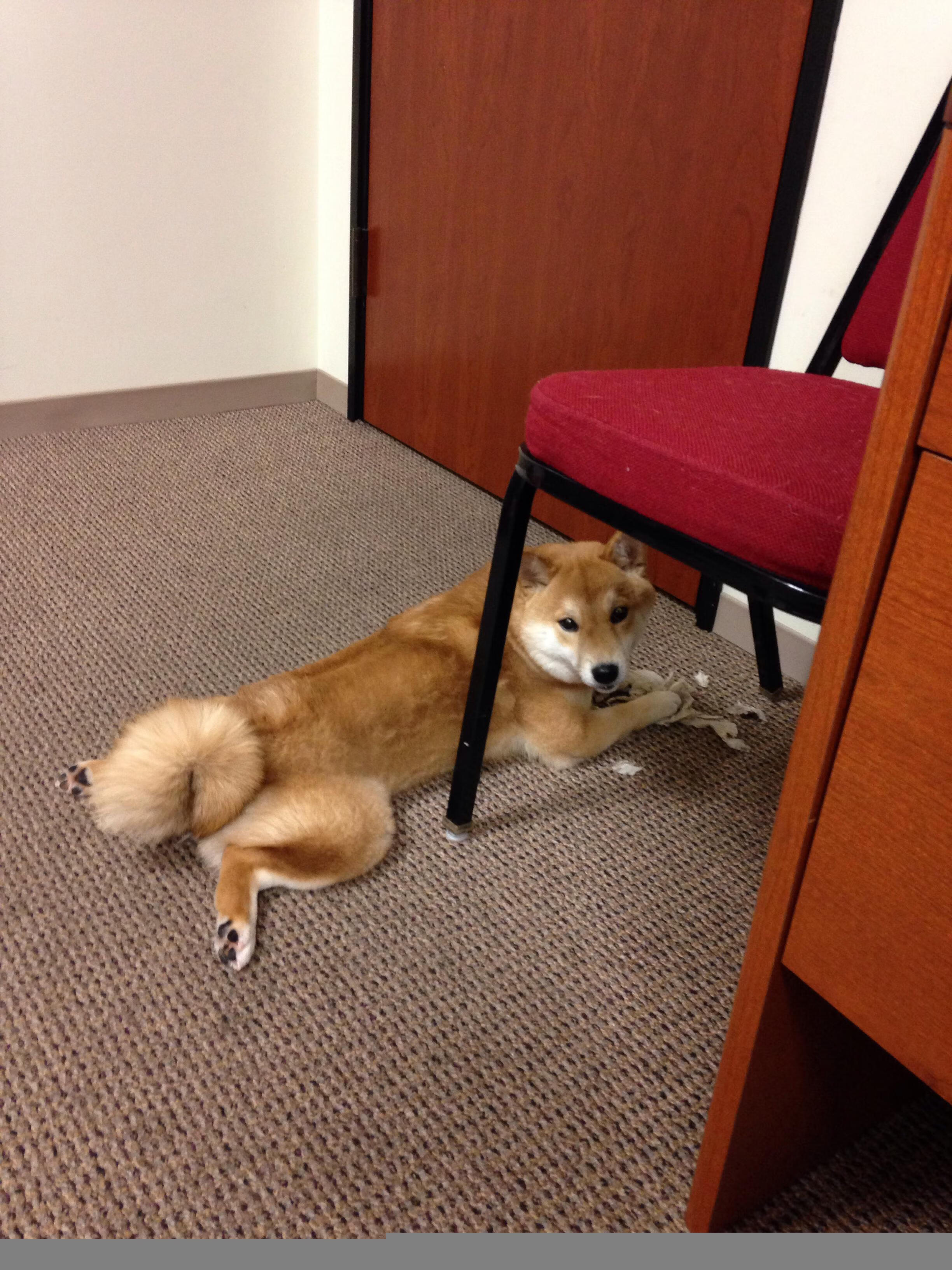 荷兰队在欧洲预赛中表现出色,晋级在即