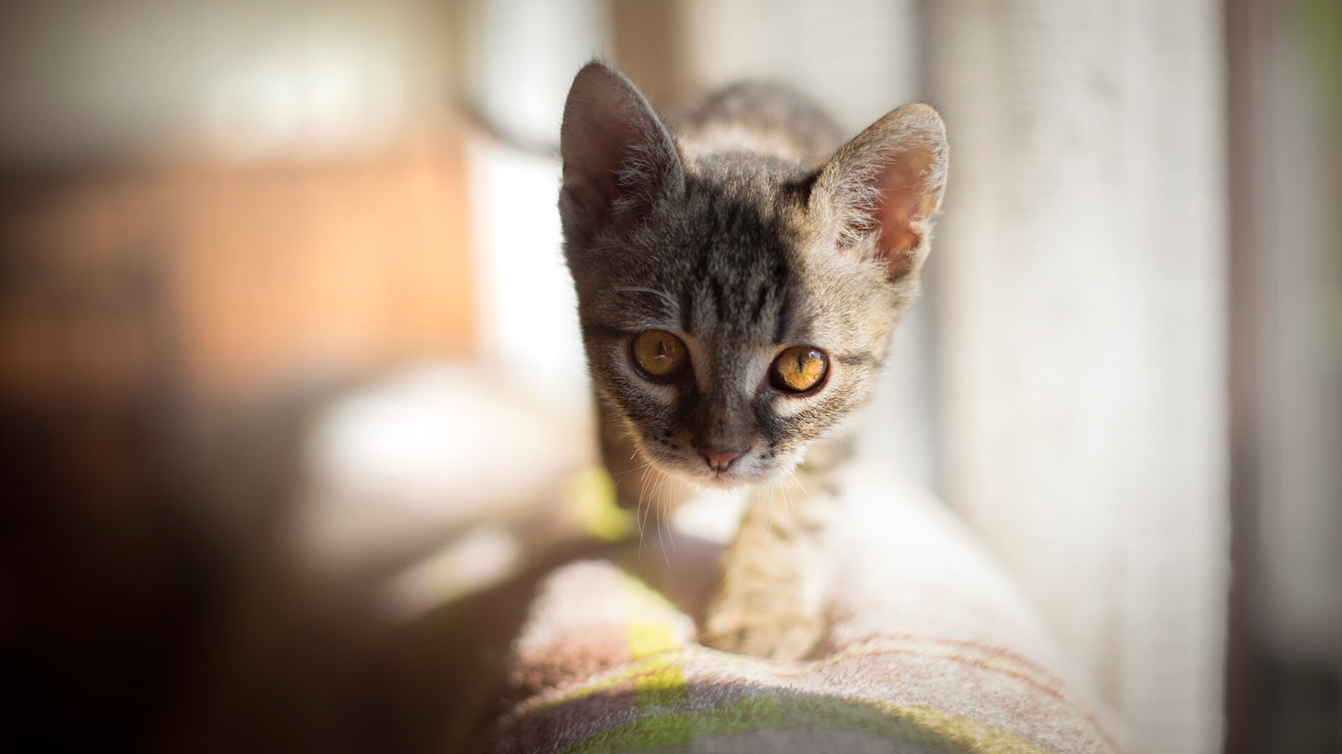 九游下载中心-足球运动员公益事业频繁，传递体育正能量，业余足球运动员