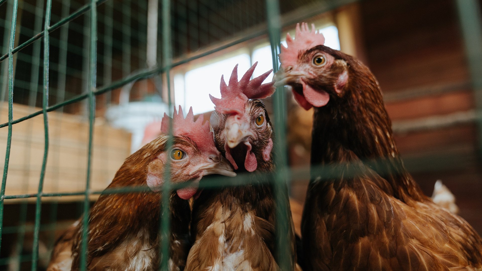 九游下载安装-跨界合作打造足球主题的创新文创产品，市场火热，创意足球队